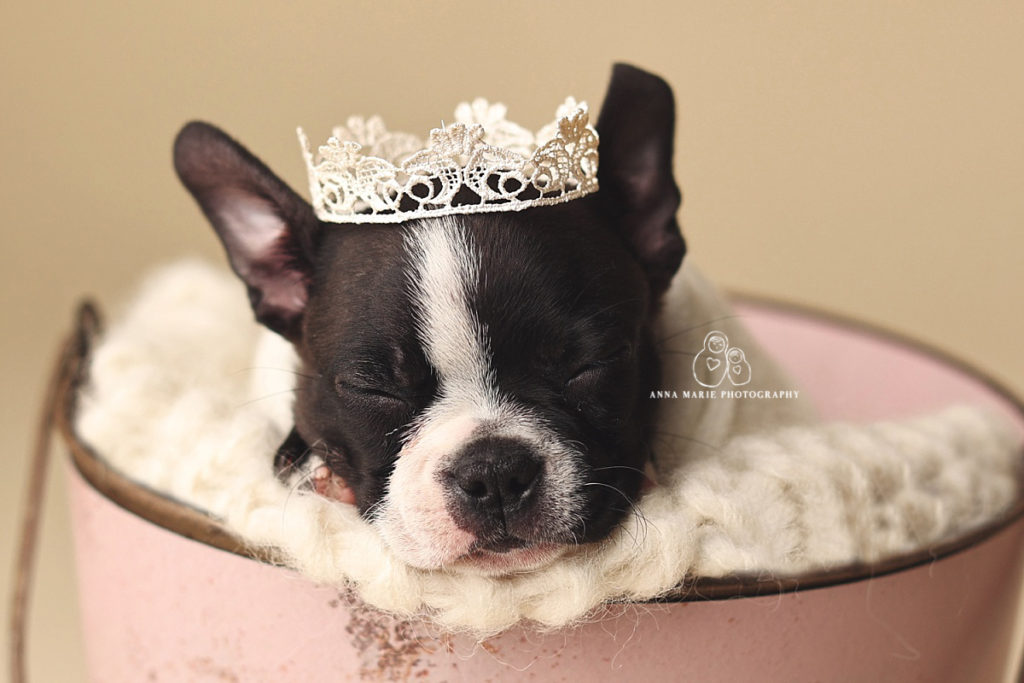 Liberty Puppy Photography